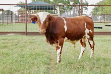 Lawman BCR 427