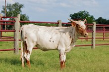 BCR Macme 432