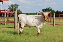BCR Macme 432