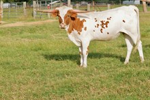 BCR ROXY ROSE 345