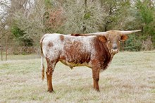 Rusty BCR 336