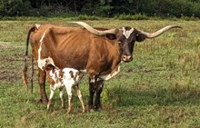 Shoelace 2025 heifer