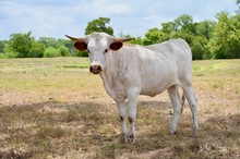 BCR Tari's Cowgirl 117