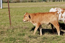 TRUE TEXAN BCR 344