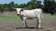 UNREGISTERED CALF