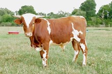 Lawman BCR 427
